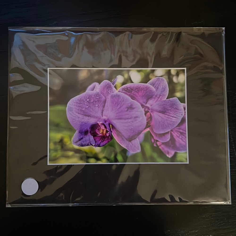 Purple orchid photograph